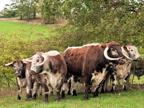 Longhorn Cattle Coopers Farm